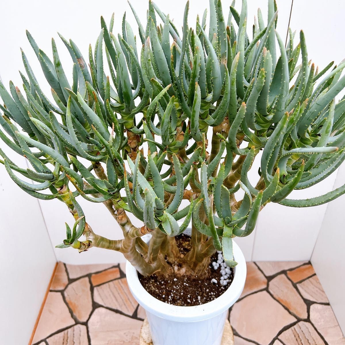 源右衛門 古伊万里風唐草 角切型鉢 五個組